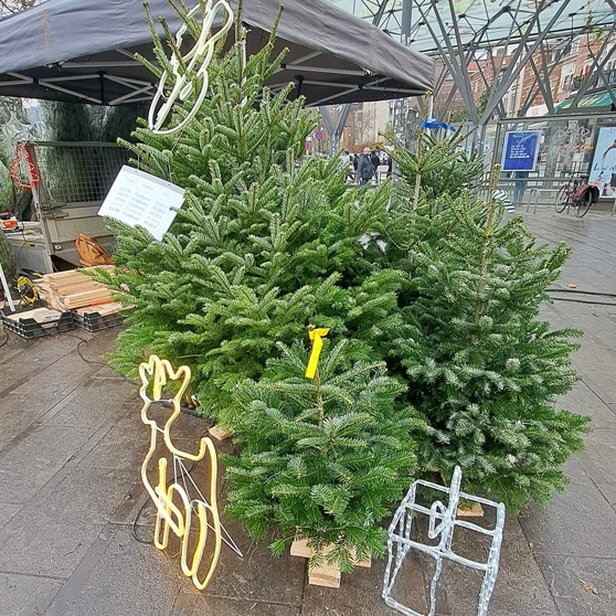 potager-de-lange-sapin-a-vendre